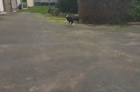 Chien trouvé , photo: Chien craintif trouvé à Penguily