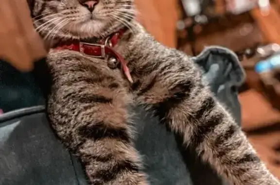 Chat perdu à Chamonix, manteau tigre - photo
