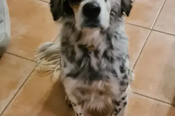 Chien trouvé Saint-Saturnin-lès-Apt, photo: Setter anglais trouvé sur le Chemin des Chênes