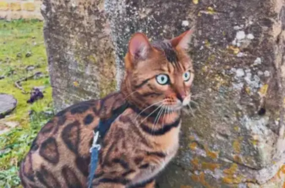 Animaux perdus , photo: Tiga, chat Bengal 2 ans perdu à Hannogne