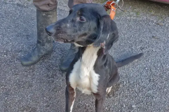 Jeune chien blessé trouvé à Dun-les-Places - photo