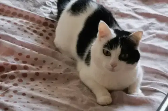 Chatte peureuse perdue à Trégonneau - photo