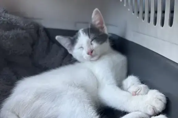 Chat perdu, , photo: Chaton blanc/gris perdu à Mesves-sur-Loire