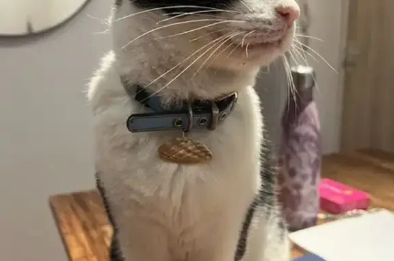 Animaux perdus Nantes, photo: Chat noir et blanc perdu à Nantes