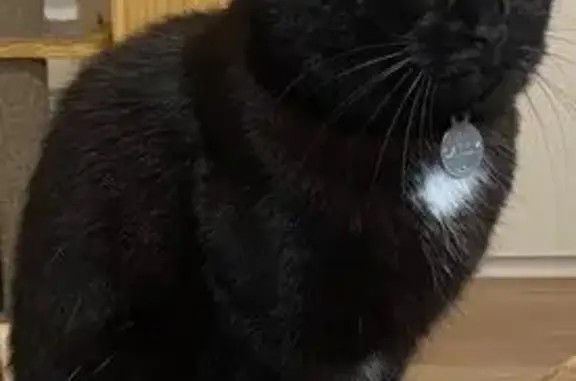Chat perdu, , photo: Chatte noire Sally perdue avec harnais bleu