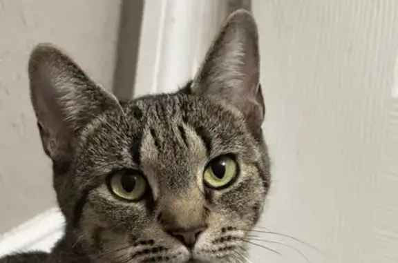 Lost Tabby Cat Alesie in Lakeland Area