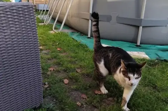 Chat trouvé sociable et câlin à Biganos - photo