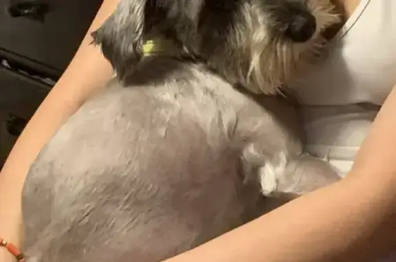 Lost Schnauzer: Batman Chest Symbol!