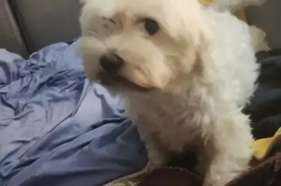 Bichon blanc Aria 12 ans perdu à Ousse - photo