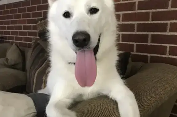 Missing Friendly White Husky in Columbus