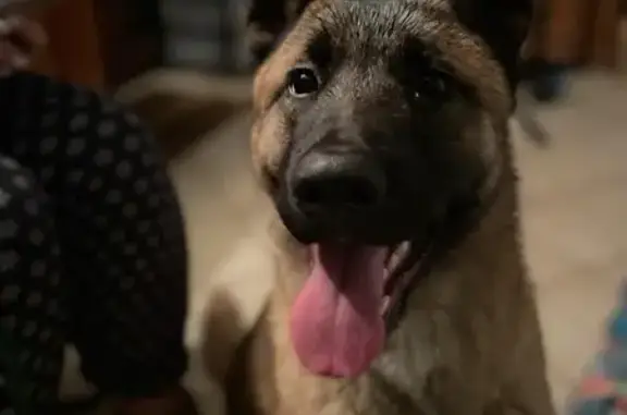 Chien Malinois croisé trouvé à Lallaing - photo