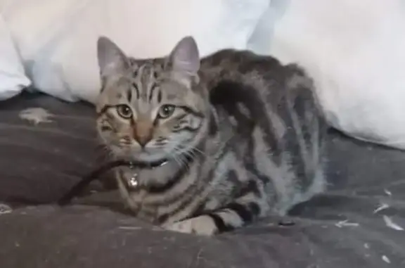 Animaux perdus Confolens, photo: Chat Européen Tabby perdu à Confolens