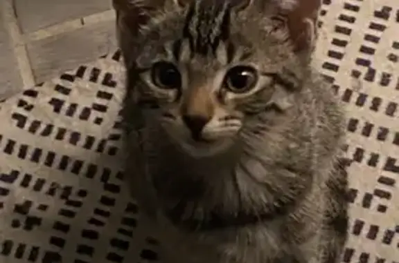 Chia, chatte grise perdue à Châtellerault - photo