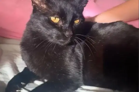 Chatte noire rasée perdue à Balan - photo