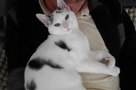 Animaux perdus Pérenchies, photo: Chat perdu : mâle blanc tacheté noir, Pérenchies