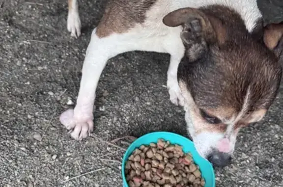 Chien trouvé Rue des Plantes, Dénezé - photo