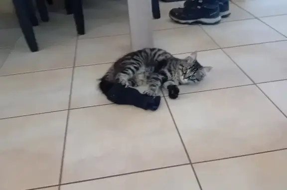 Jeune chatte tigrée trouvée à Saintes - photo