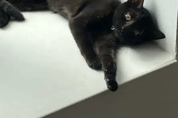 Chat perdu, Saint-Ouën-des-Toits, photo: Chatte noire perdue à Saint-Ouën-des-Toits