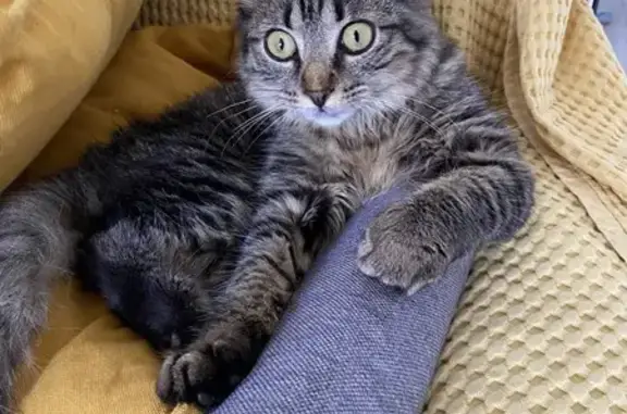 Animaux perdus Bayonne, photo: Chat perdu entre St-Pée-sur-Nivelle et Bayonne