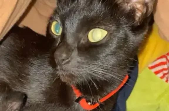 Chat disparu à Château-Gontier-sur-Mayenne - photo
