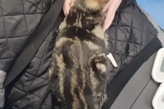Chat tigré trouvé près du lycée Sully - photo