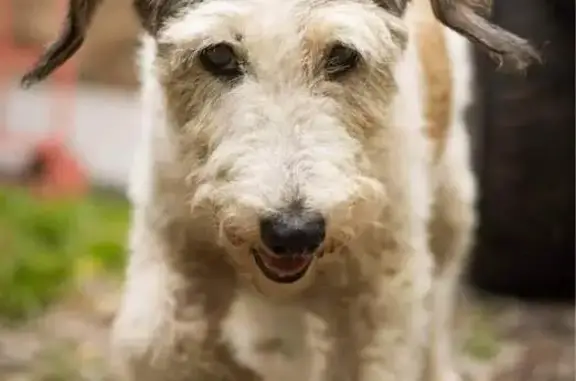 Chien perdu , photo : Fox Terrier 16 ans perdu à Chamoges