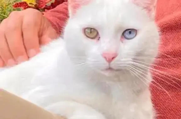 Missing: White Cat with Odd Eyes in Ipswich