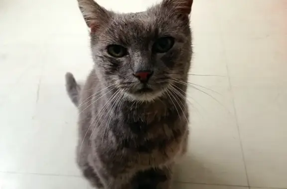 Chat gris russe sociable trouvé à Auch - photo