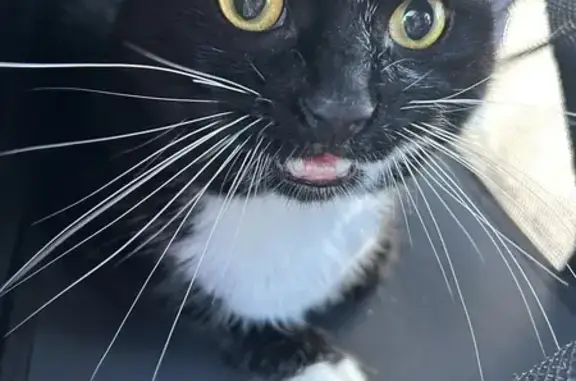 Chat mâle sociable trouvé à Amiens - photo