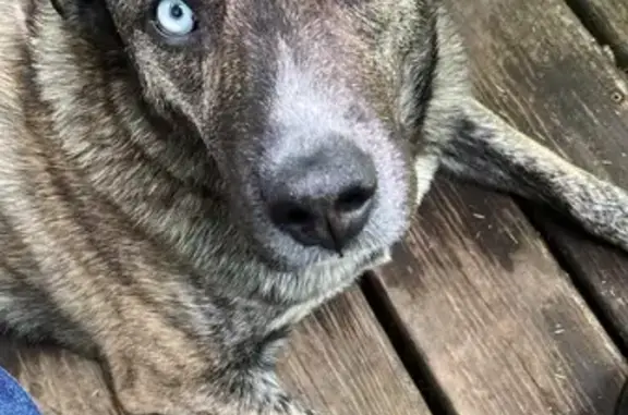 Help Find Lola: Brown Husky Pit Mix Lost