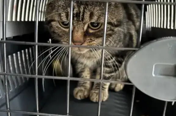 Chat tigré câlin trouvé à Nogent-le-Rotrou - photo