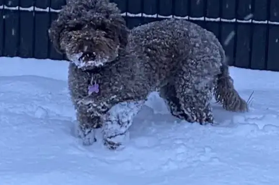 Chien perdu Hénin-Beaumont, photo : Chien Lagotto Romagnolo marron perdu