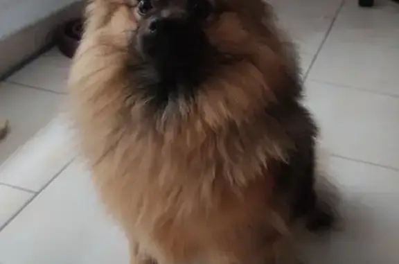 Chienne spitz perdue à La Sauve - photo
