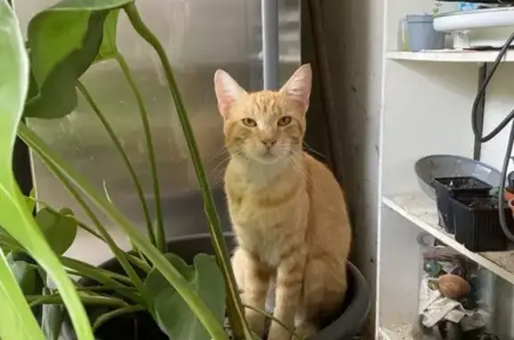 Chat roux disparu à Toulenne - photo