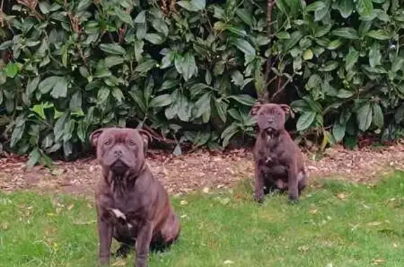 Chien perdu Auzouer-en-Touraine, photo : Deux staffies disparus à Auzouer-en-Touraine