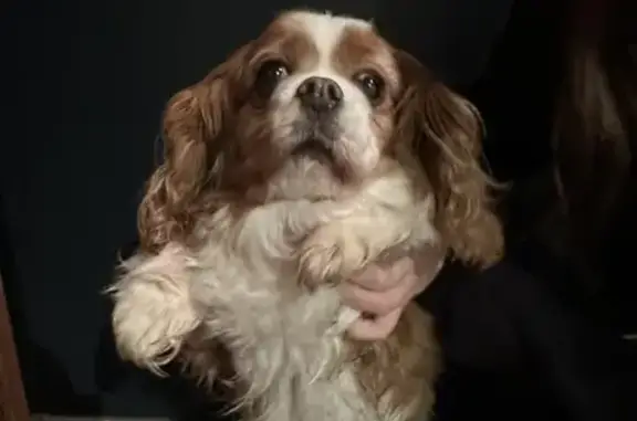 Chien Cavalier King Charles trouvé sans collier - photo