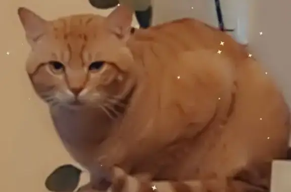 Chat roux 2 ans perdu à Castres - photo