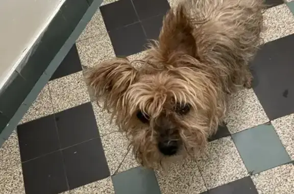 Chienne York âgée trouvée à Bergerac - photo