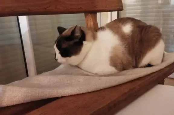 Animaux perdus Barberaz, photo: Chat mâle blanc perdu à Barberaz