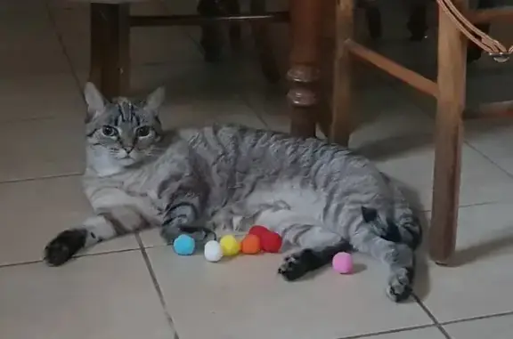 Chat perdu, Vertheuil, photo: Chat perdu, peureux, yeux bleus, Vertheuil