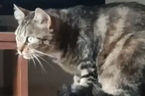 Chat perdu, , photo: Chatte perdue à Eauze, pattes blanches
