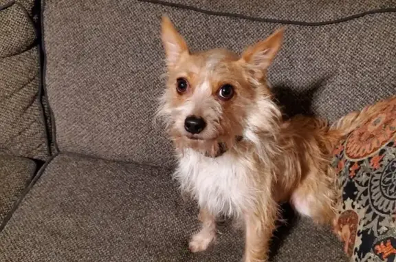 Lost Skittish Terrier in Clearfield Area