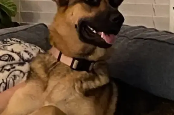 Lost German Shepherd: Pink Collar, Perry