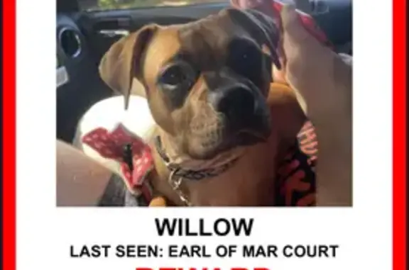 Lost Dog: Willow, Brown & Chipped in Zebulon