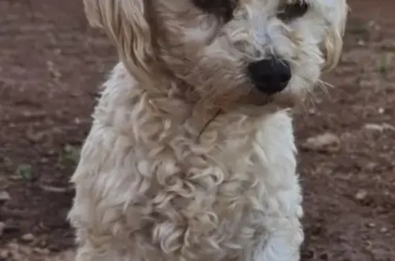 Lost White Maltese Poodle on P...