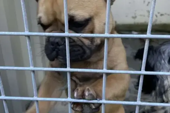 Deux petits chiens trouvés à Loireauxence - photo