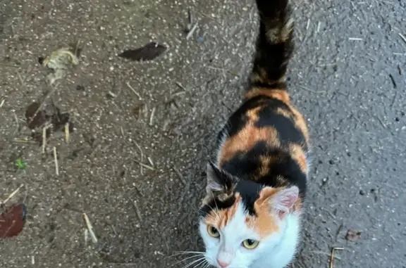 Chatte tricolore docile trouvée à Dienne - photo