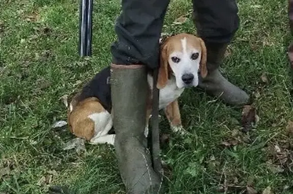 Beagle Jab perdu à Sainte-Catherine - photo