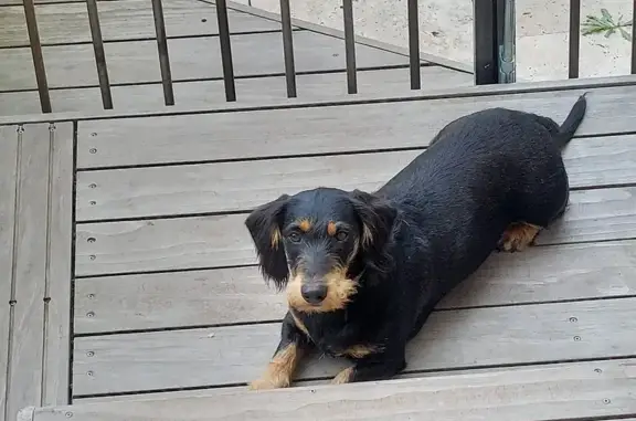 Chien perdu Vic-le-Comte, photo : Petit teckel noir perdu à Vic-le-Comte