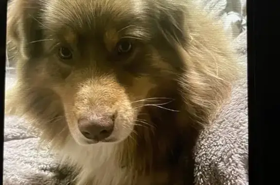 Chien perdu Arbus, photo : Berger australien perdu à Arbus